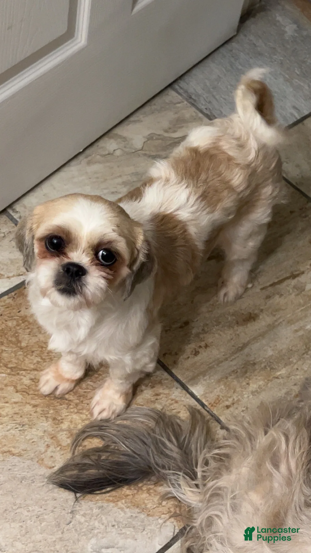 Mixed Breed dogs for sale: Milo  - Ad 2