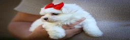 Maltese dogs for sale: Mirella🎀 - Ad 3