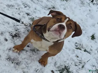 American Bully dogs Bubbles - Ad 17