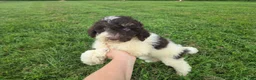 Miniature Poodle dogs for sale: Doodle SALE - Ad 3