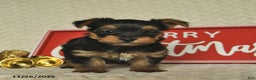 Yorkiepoo dogs for sale: Dustin  - Ad 8