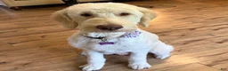 Goldendoodle dogs for sale: Goldendoodle 3 - Ad 2