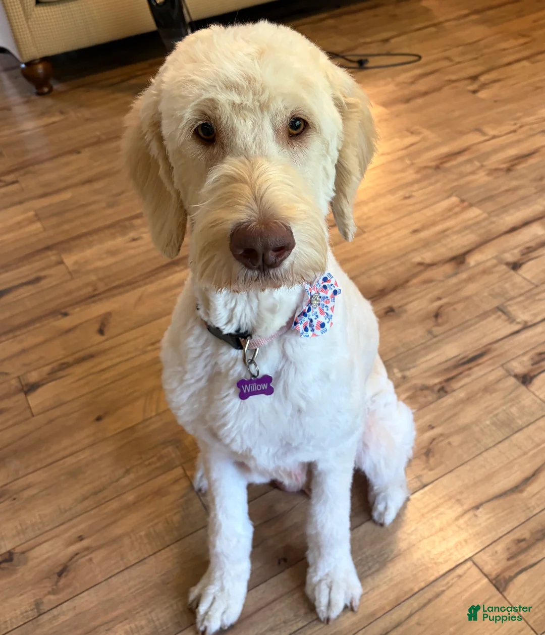 Goldendoodle dogs for sale: Goldendoodle 3 - Ad 2