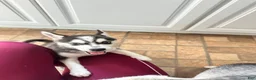 Siberian Husky dogs for sale: Siberian Husky 1 - Ad 7