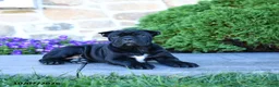 Cane Corso dogs for sale: Bri  - Ad 3