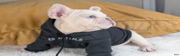 French Bulldog dogs for sale: ALEX - Ad 3