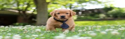Golden Retriever dogs for sale: Vincent - Ad 9