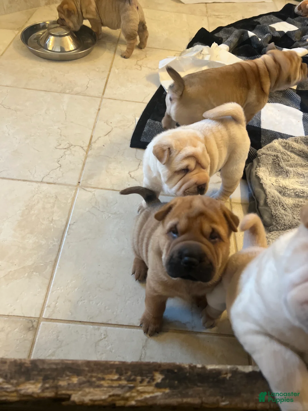 Shar Pei dogs for sale: Shar Pei Puppy 6 - Ad 6
