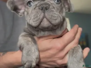 French Bulldog dogs Brindle - Ad 21