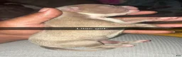 Mixed Breed dogs for sale: Mixed Breed Puppy 4 - Ad 1