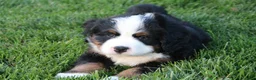Bernese Mountain Dog dogs for sale: Teddy - Ad 1