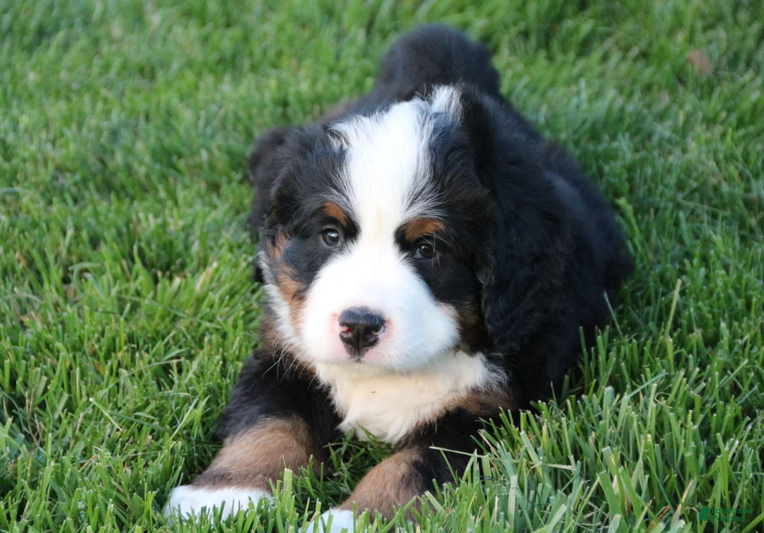 Bernese Mountain Dog dogs for sale: Teddy - Ad 1