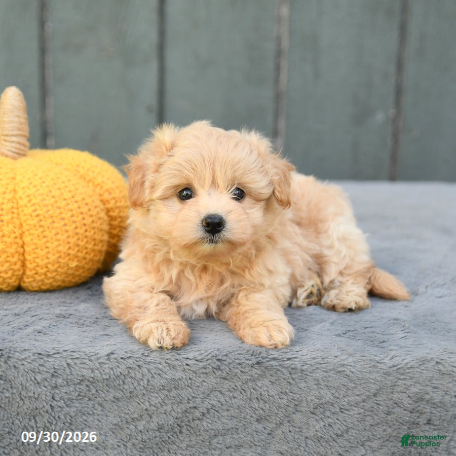 Pomapoo dogs Jasmine - Ad 2