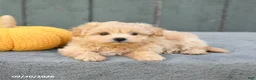 Pomapoo dogs for sale: Jasmine - Ad 2