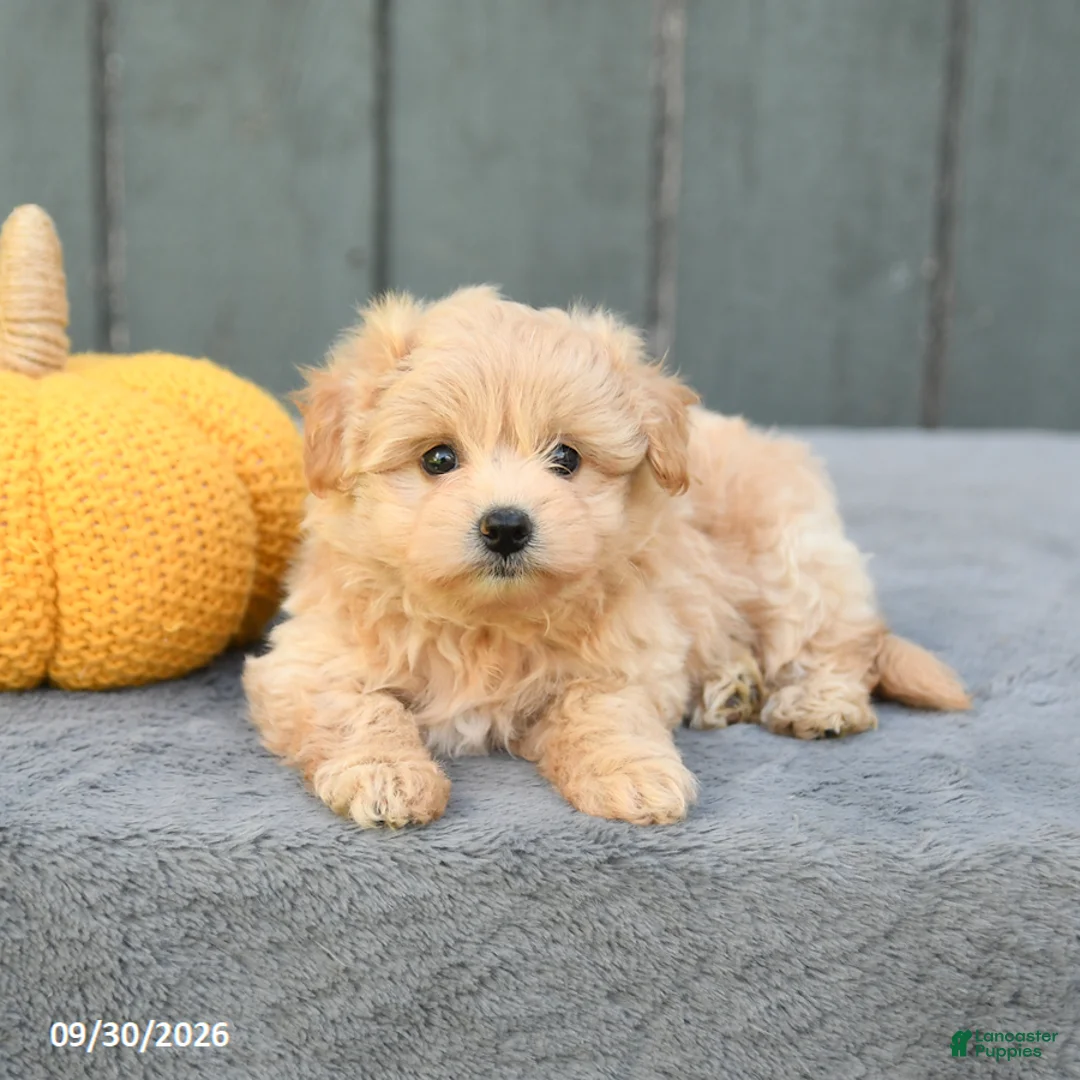 Pomapoo dogs for sale: Jasmine - Ad 2