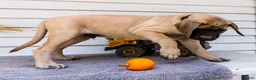English Mastiff dogs for sale: Miles - Ad 6