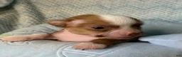 Chihuahua dogs for sale: Chihuahua Puppy 1 - Ad 11