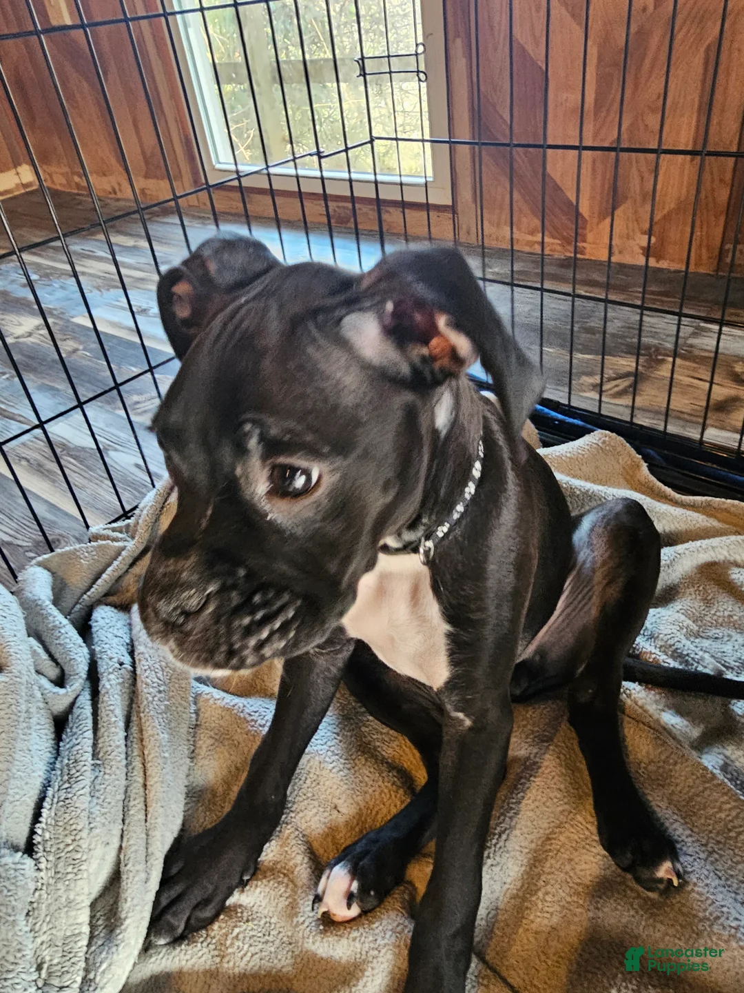 Boxer dogs for sale: Grumps - Ad 1