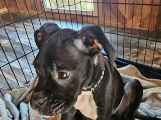 Boxer dogs Grumps - Ad 1