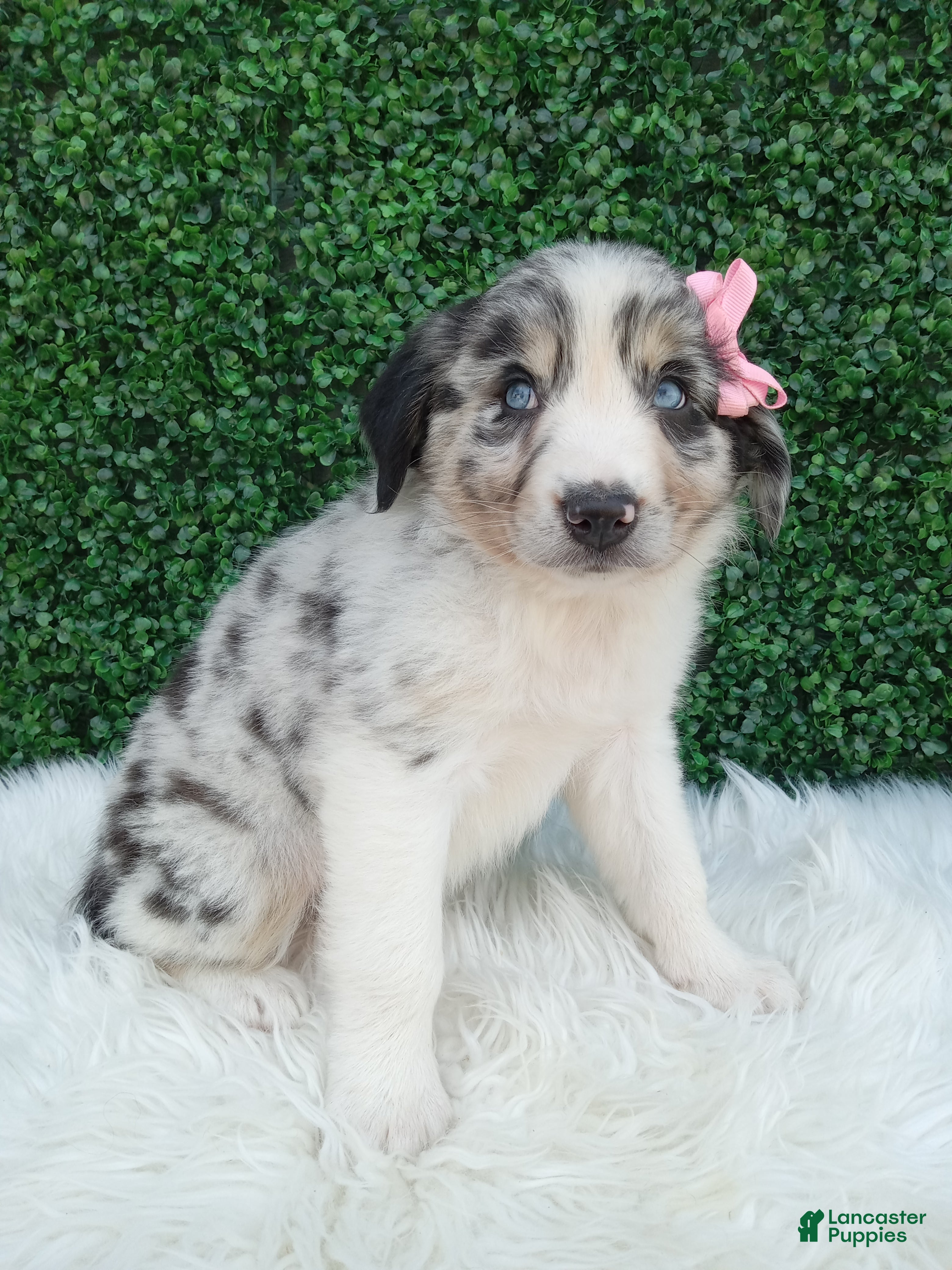 Australian Shepherd dogs Bella - Ad 1