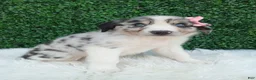 Australian Shepherd dogs for sale: Bella - Ad 1