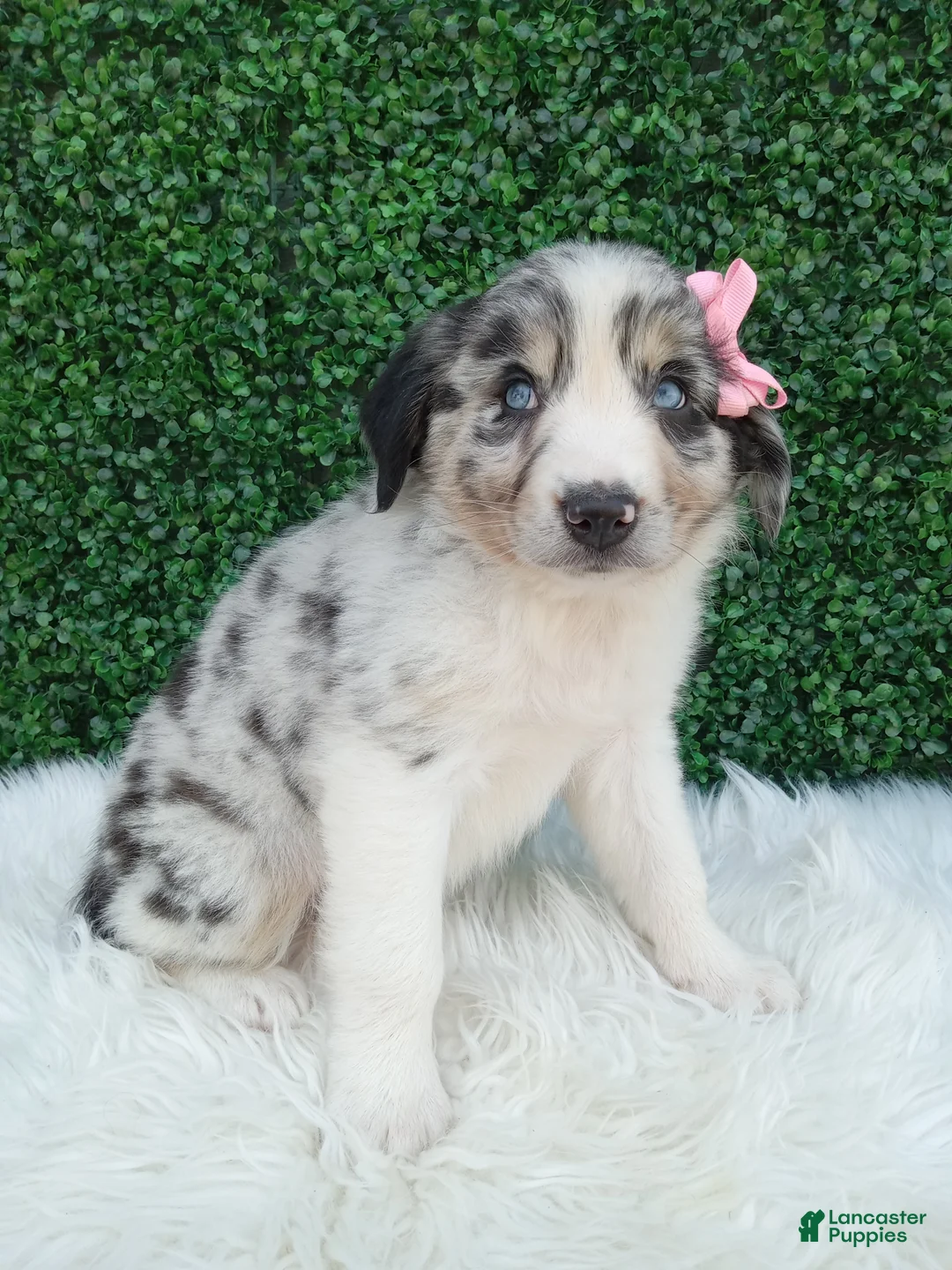 Australian Shepherd dogs for sale: Bella - Ad 1