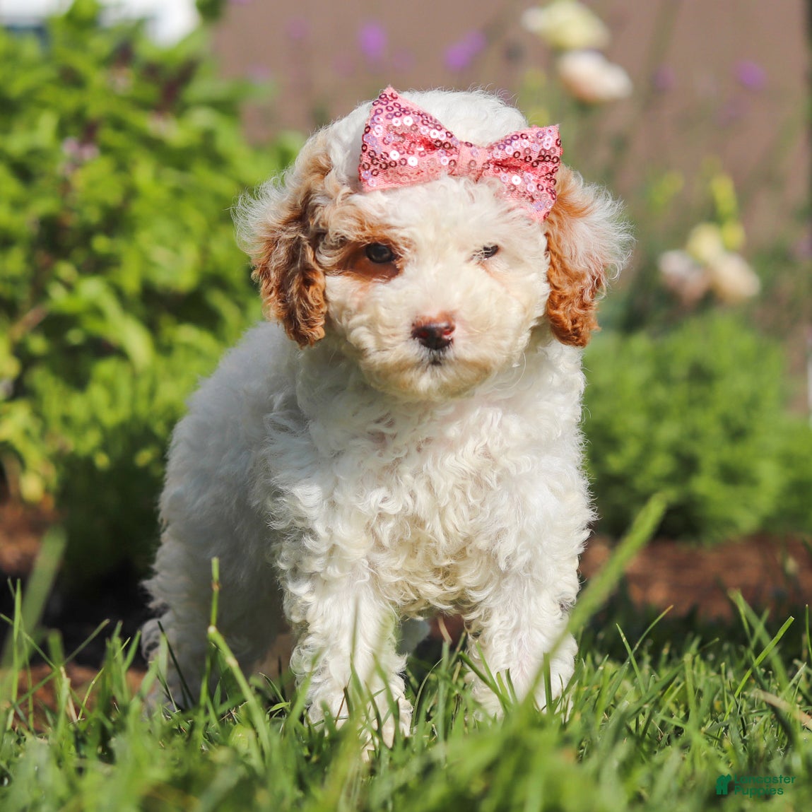 Miniature Poodle dogs Sabrina - Ad 2