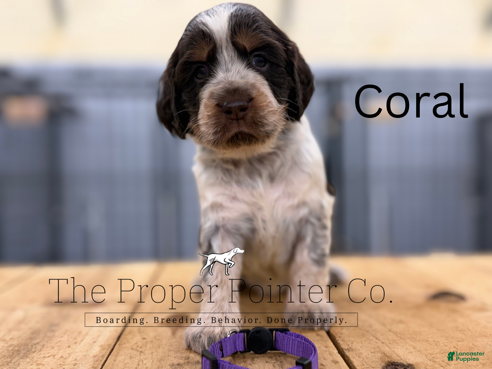 English Springer Spaniel dogs Coral - Ad 1