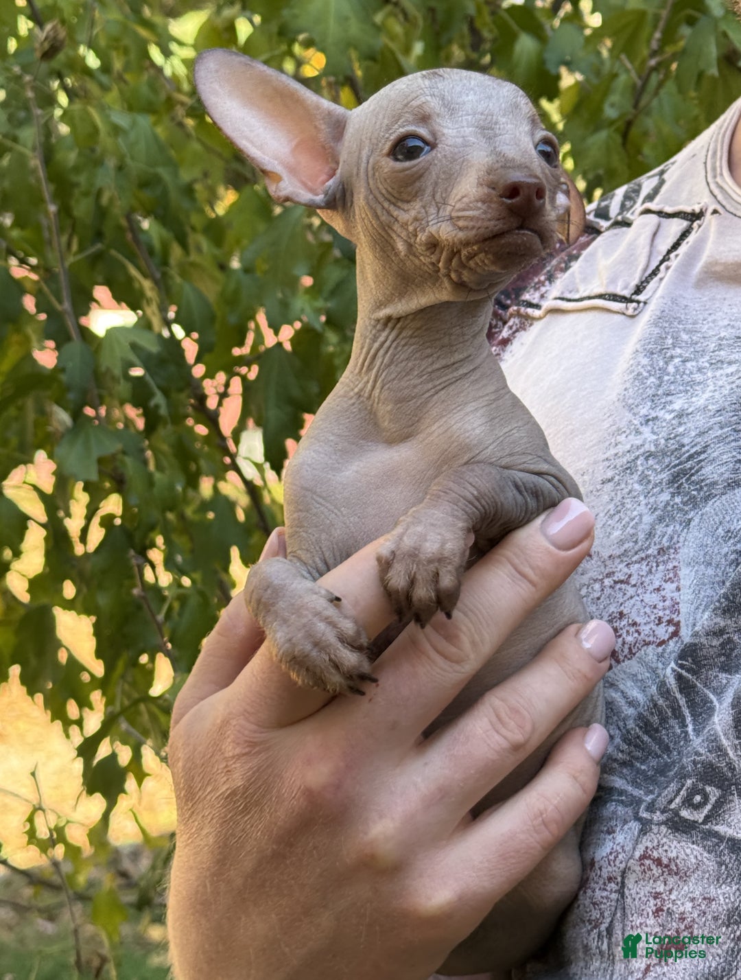 Mixed Breed dogs for sale: Cleopatra  - Ad 12