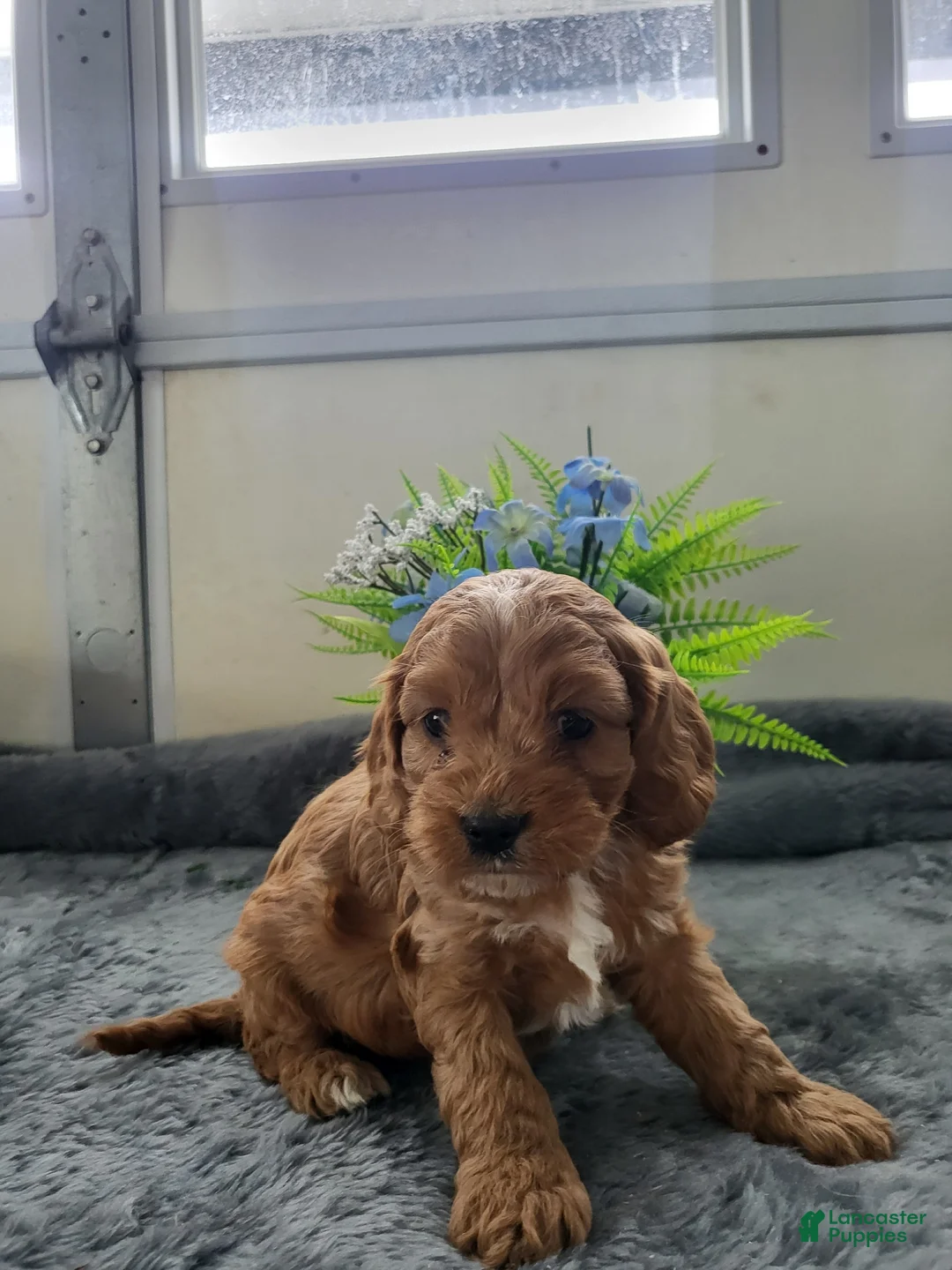 Cavapoo dogs for sale: Cavapoo Puppy 1 Casper - Ad 3