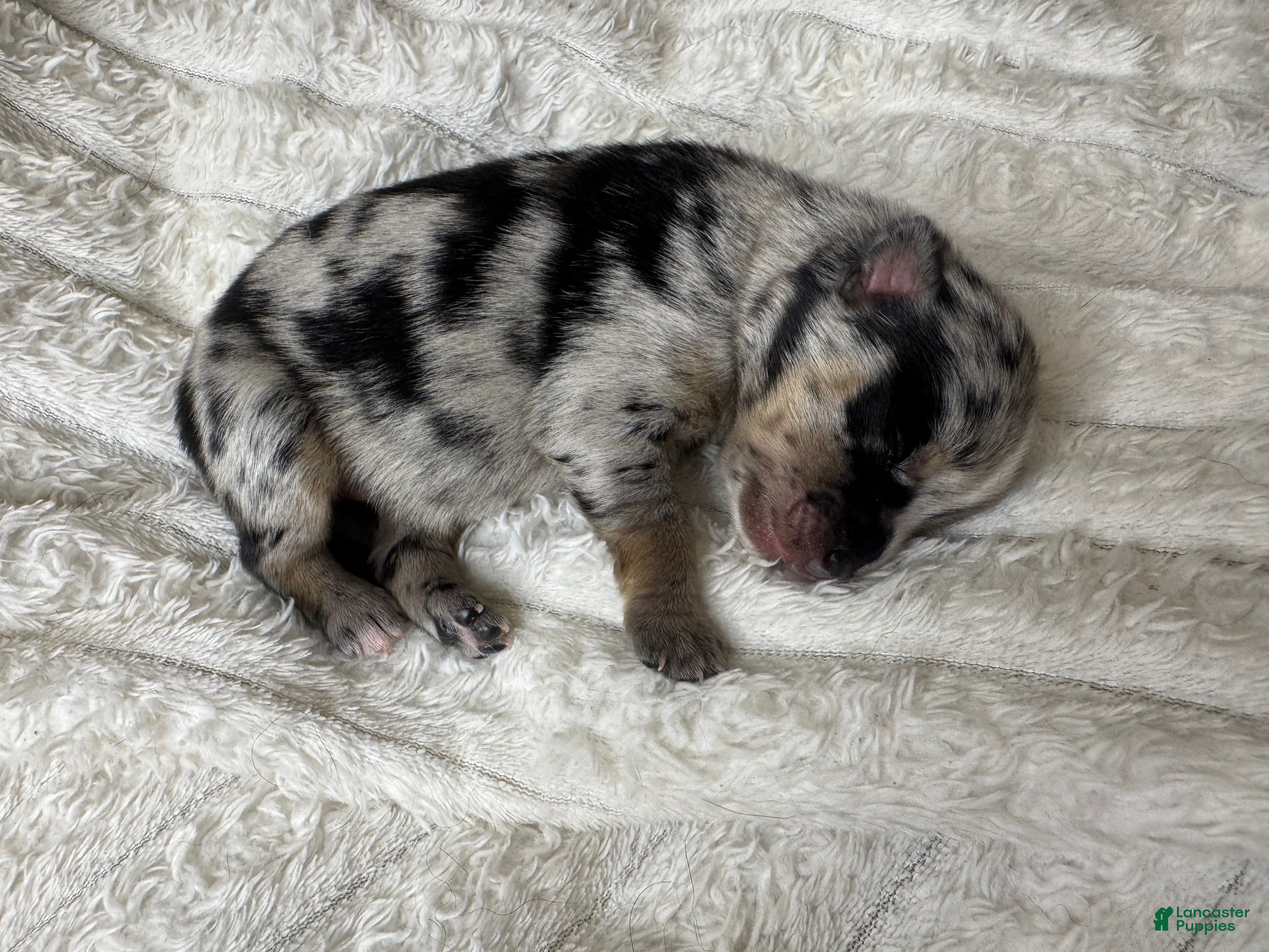 Pomsky dogs Female - Ad 39