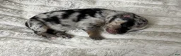 Pomsky dogs for sale: Female - Ad 1