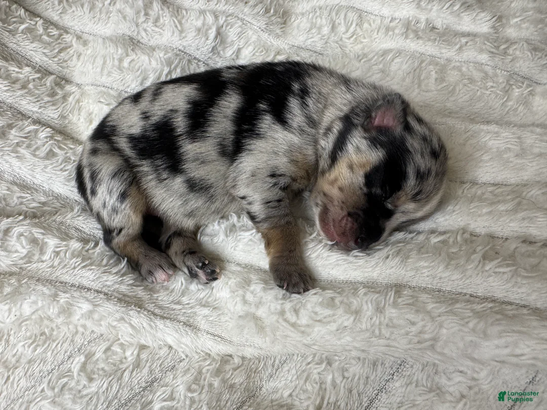 Pomsky dogs for sale: Female - Ad 1