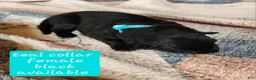 German Shepherd dogs for sale: Teal collar - Ad 4