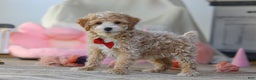 Miniature Poodle dogs for sale: Teddy - Ad 2