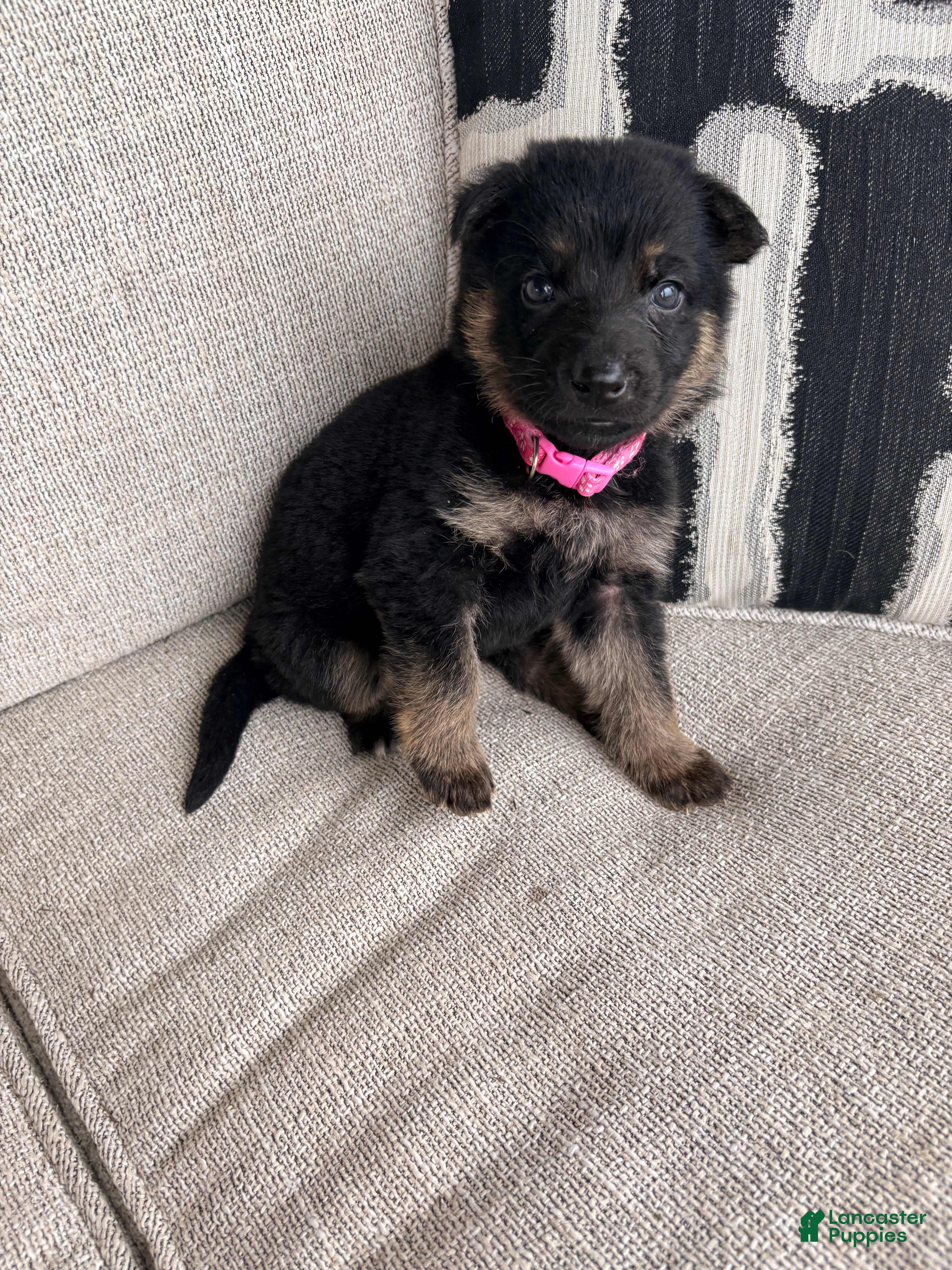 German Shepherd dogs German Shepherd Puppy 6 - Ad 1