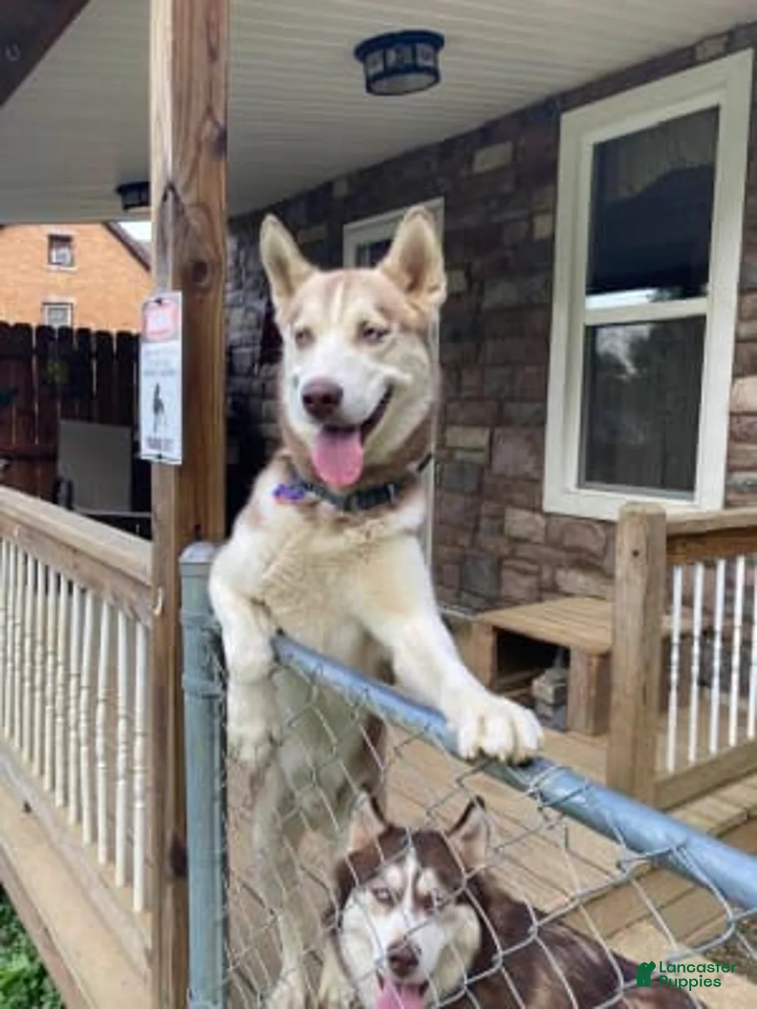 Gallery Image {{count}}