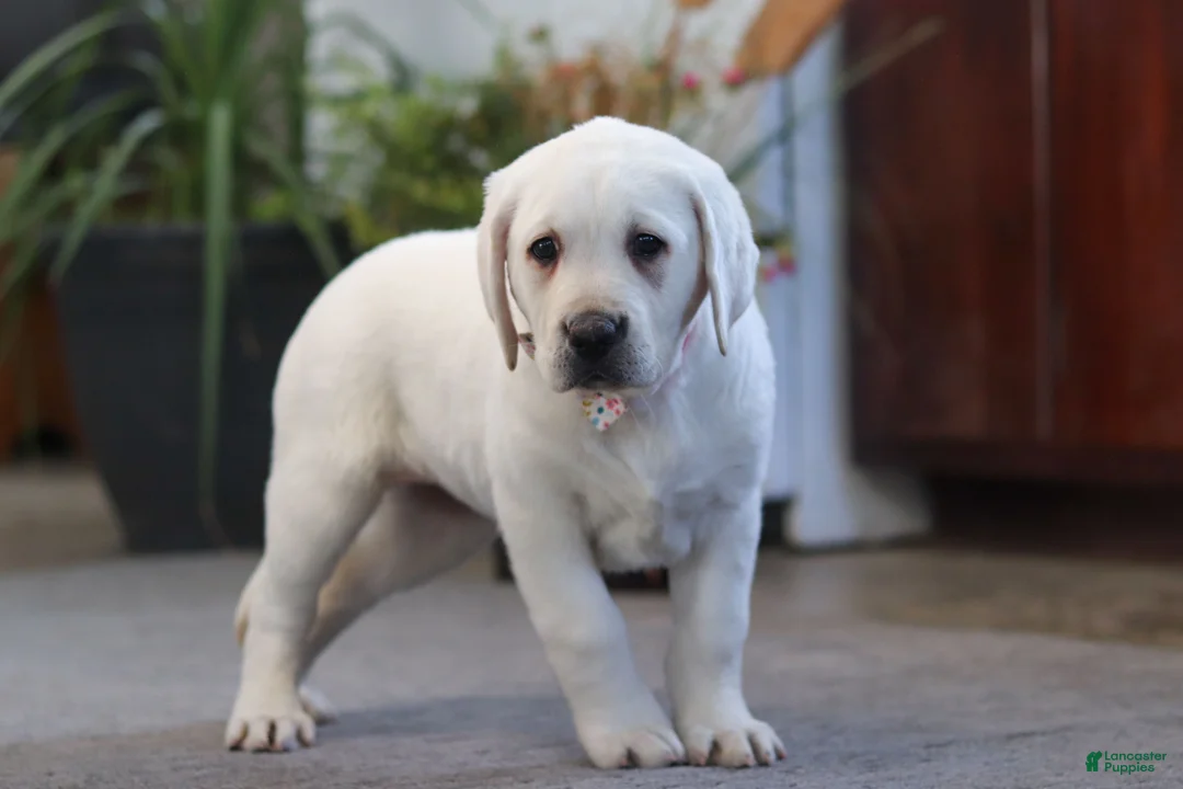 Labrador Retriever dogs for sale: Sally - Ad 5