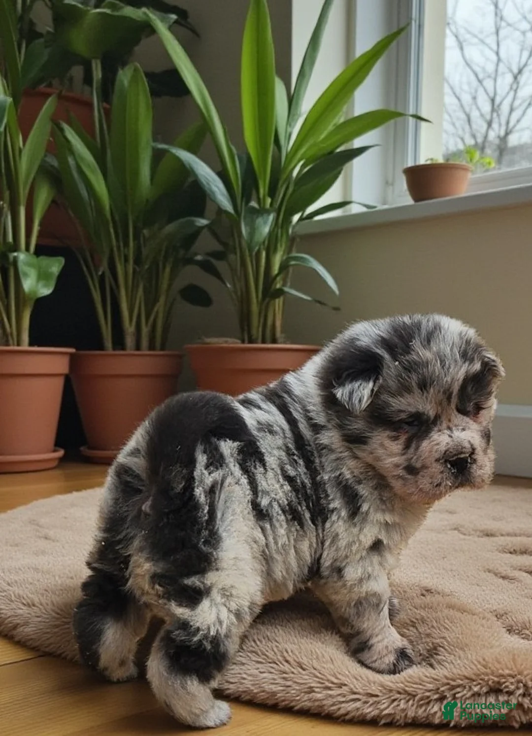 Shar Pei dogs for sale: Tinsel bear coat mini merle  - Ad 2