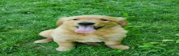 Golden Retriever dogs for sale: Copper - Ad 4