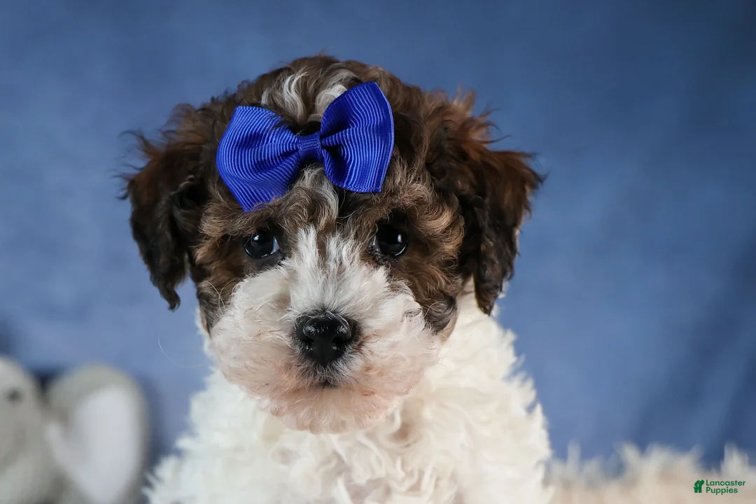 Havapoo dogs for sale: ELVIS - Ad 3