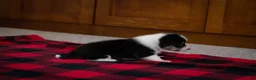 Welsh Corgi Pembroke dogs for sale: Poppy - Ad 6