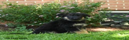 German Shepherd dogs for sale: Skye - Ad 3