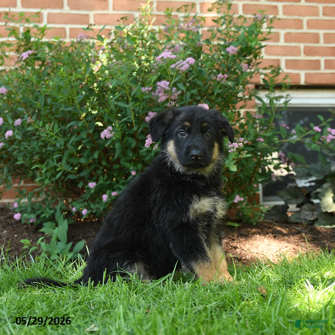 German Shepherd dogs for sale: Skye - Ad 3