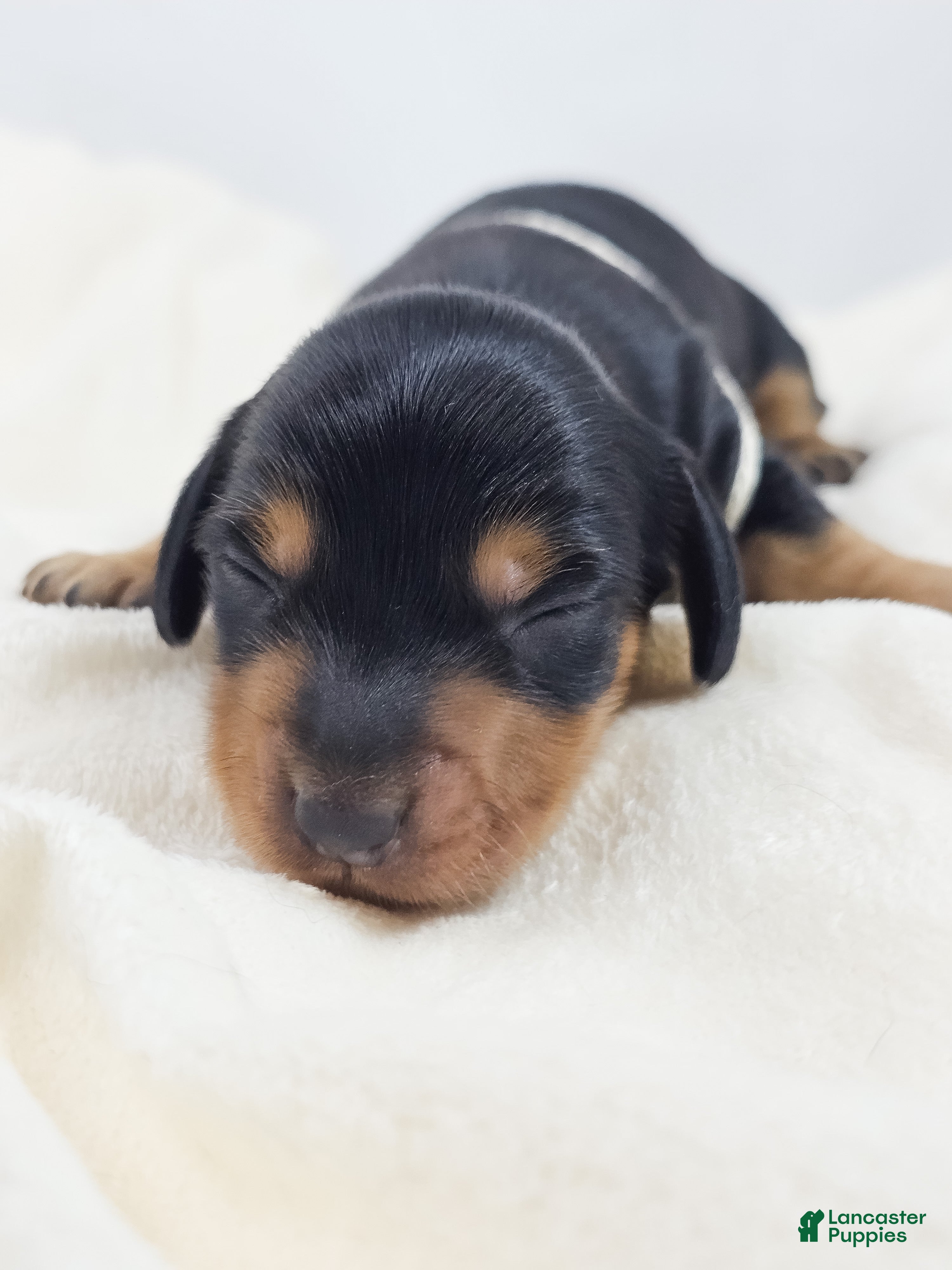 Miniature Dachshund dogs Cheese - Ad 7