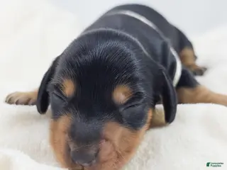 Miniature Dachshund dogs Cheese - Ad 7