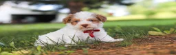 Yorkiepoo dogs for sale: Jackson - Ad 6
