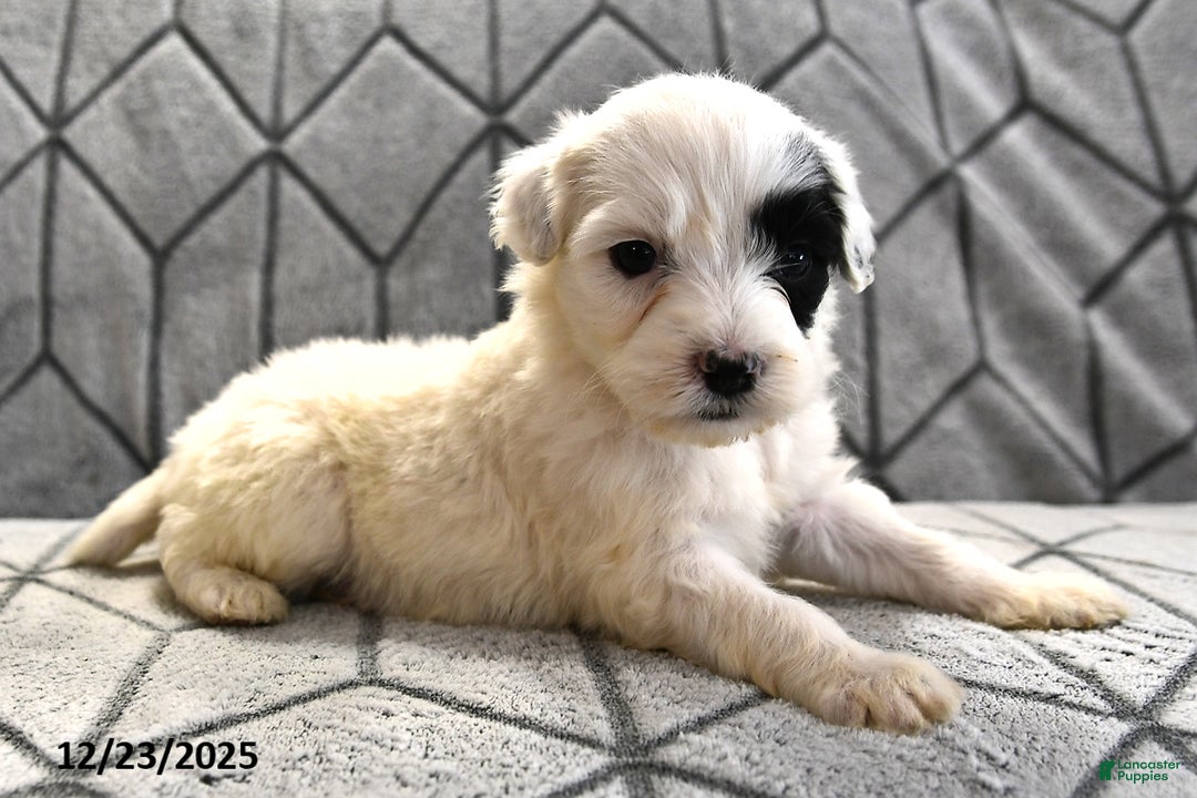 Portuguese Water Dog dogs for sale: Daisy - Ad 15