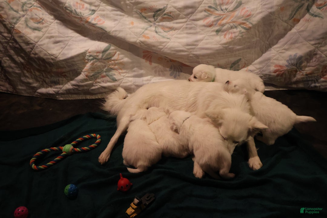 American Eskimo dogs for sale: Spunky - Ad 8