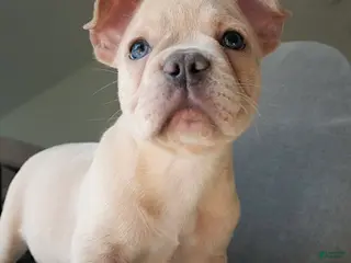 French Bulldog dogs Soy - Ad 25